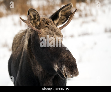 Junge männliche Elche mit kleinen Geweih im Winter. Stockfoto
