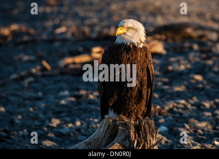 Nahaufnahme der Weißkopf-Seeadler sitzen auf Treibholz an einem Alaskan Strand im warmen Abendlicht. Stockfoto