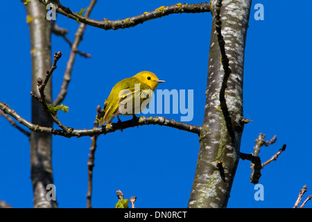 Schnäpperrohrsänger (Dendroica Petechia) männlich, thront auf einem Ast eines Baumes am Buttertubs Marsh, Vancouver Island, BC, Kanada im Mai Stockfoto