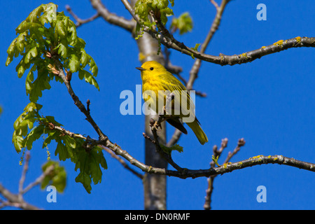 Schnäpperrohrsänger (Dendroica Petechia) männlich, thront auf einem Ast eines Baumes am Buttertubs Marsh, Vancouver Island, BC, Kanada im Mai Stockfoto