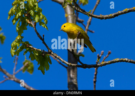 Schnäpperrohrsänger (Dendroica Petechia) männlich, thront auf einem Ast eines Baumes am Buttertubs Marsh, Vancouver Island, BC, Kanada im Mai Stockfoto