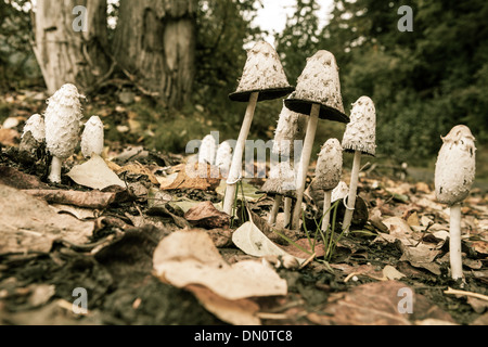 Große Ansammlung von Shaggy Mähne Pilze in Blätter mit Wald im Hintergrund. Stockfoto