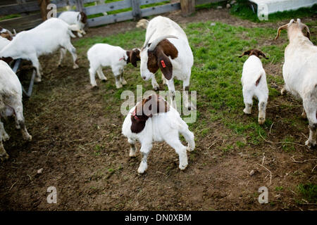 27. Januar 2010 - Redding, Kalifornien, USA - The Leighton Salmon Creek Farm in Palo Cedro, bestehend aus ca. 35 Boer Fleisch Ziegen. Nathan Morgan/Record Searchlight. (Kredit-Bild: © Redding Rekord Searchlight/ZUMApress.com) Stockfoto