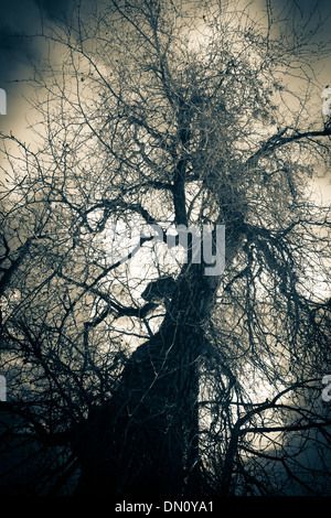 Alte knorrige Pappel Baum im Winter Nebel. Stockfoto