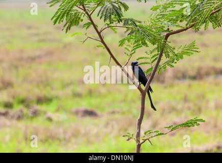 Konings Drongo ist ein Singvogelarten aus der Familie der Drongo aus der Gattung Dicrurus. Zuvor war diese Art c Stockfoto