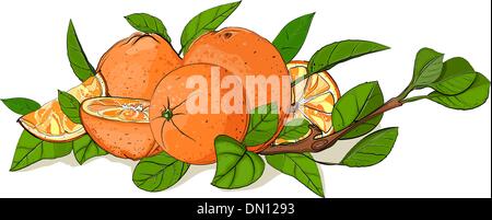 Frische Orangen und Blätter Zusammensetzung Stock Vektor