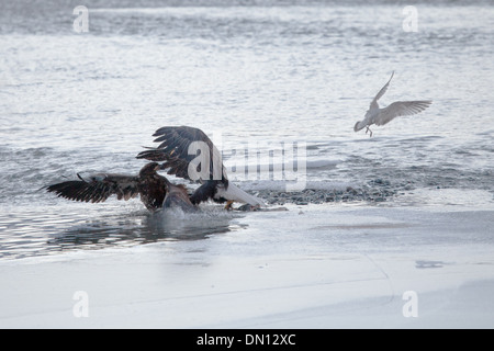 Adler auf der Chilkat Bald Eagle Preserve in der Nähe von Haines Alaska Streit um einen Lachs im Winter. Stockfoto