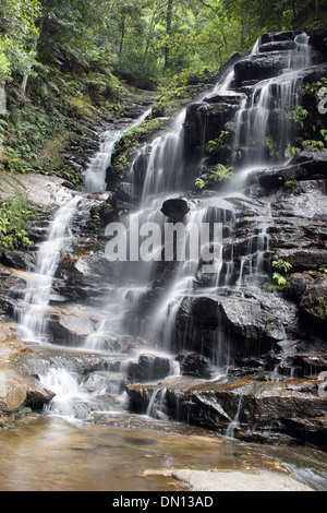 Sylvia fällt, Tal der Gewässer, Blue Mountains, Australien Stockfoto