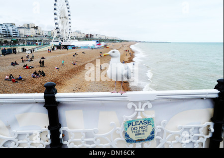 Bitte nicht füttern die Vögel Schild am Brighton. Stockfoto