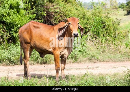 Wir sehen uns auf dem Feld in Thailand eine Kuh Stockfoto