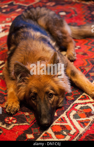 Deutscher Schäferhund 6 Monate alt Stockfoto