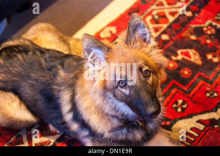 Deutscher Schäferhund 6 Monate alt Stockfoto
