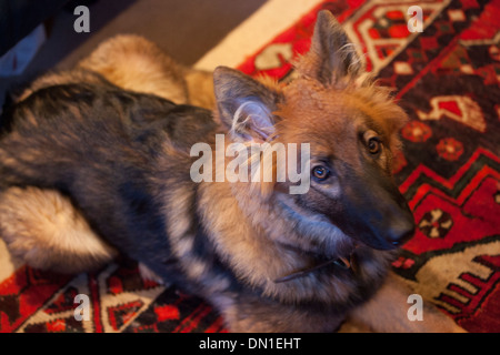 Deutscher Schäferhund 6 Monate alt Stockfoto