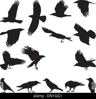 Carrion Crow Stock Vektor