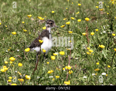 Juvenile europäische gemeinsame Kiebitz (Vanellus Vanellus) zu Fuß in einer Frühling-Wiese umgeben von Frühlingsblumen (Butterblumen) Stockfoto