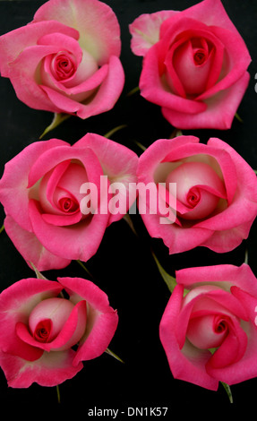 Sechs Prize gewinnen einzelne rosa Rosen auf dem Display an der Harrogate Herbst Blume zeigen Yorkshire Stockfoto