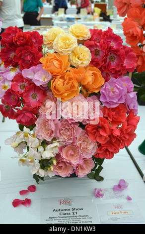 Mehrfarbige Darstellung von Rosen in einer Vase in Harrogate Herbst Flower Show Yorkshire gemischt Stockfoto