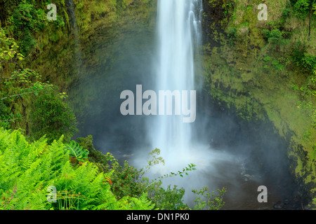 USA, Hawaii, Big Island, Akaka Falls State Park Stockfoto