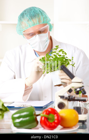 Forscher halten ein GVO-Gemüse Stockfoto