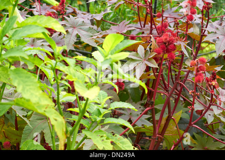 Ricinus Communis, Poison Garten bei Alnwick Garden, Northumberland, England, UK. Stockfoto