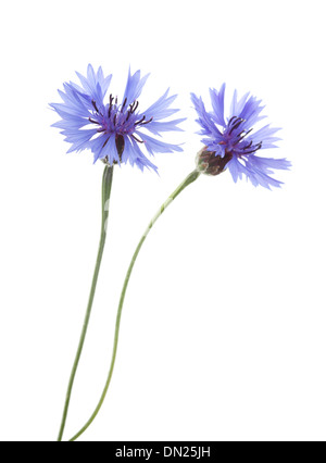 Blaue Kornblume Blumen isoliert auf weißem Hintergrund mit geringen Schärfentiefe. Stockfoto