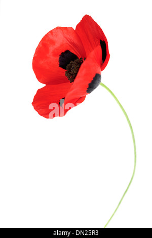Einzigen roten Klatschmohn Blume isoliert auf weißem Hintergrund mit geringen Schärfentiefe. Stockfoto