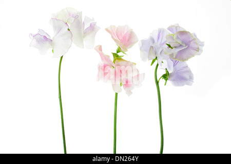 Sweet Pea Blumen in einer Zeile isoliert auf weißem Hintergrund mit geringen Schärfentiefe Stockfoto