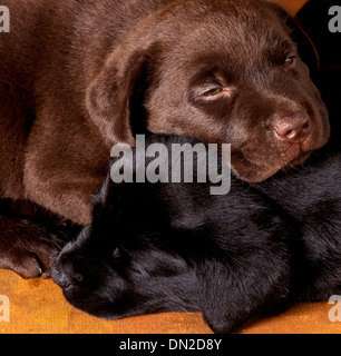 Labrador Welpen Stockfoto
