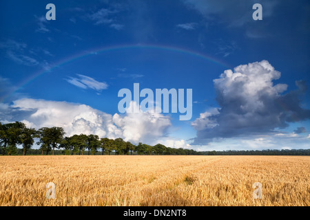 Regenbogen über Weizenfeld Sommertag Stockfoto