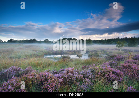 Heidekraut Blumen in nebligen Morgen um Sumpf Stockfoto