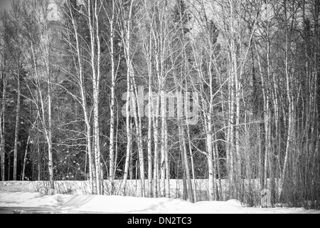 Winter-Birken in schwarz / weiß Stockfoto