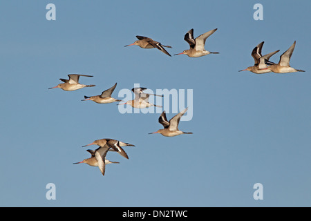 Herde von Uferschnepfen während des Fluges Stockfoto