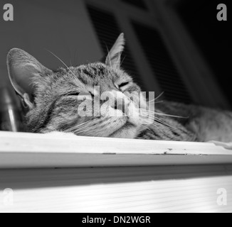 Schwarz / weiß Aufnahme des Fotografen Hauskatze (Felis Catus) schlafen auf einem Schrank. Stockfoto