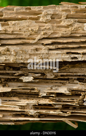 Drywood Termiten Befall mit Schäden auf Holzbalken. Stockfoto