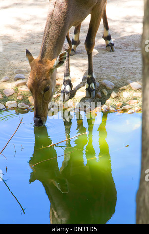 weibliche gemeinsame Hirsche spiegelt sich im Trinkwasser Stockfoto