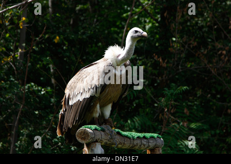 großen Geier lauert Stockfoto