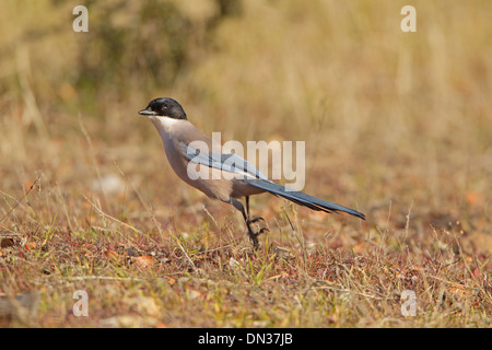 Azure-winged Elster ausziehen Stockfoto