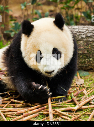 Großer Panda, Ailuropoda Melanoleuca Panda Breeding und Forschungszentrum, Chengdu VR China, Volksrepublik China, Asien Stockfoto