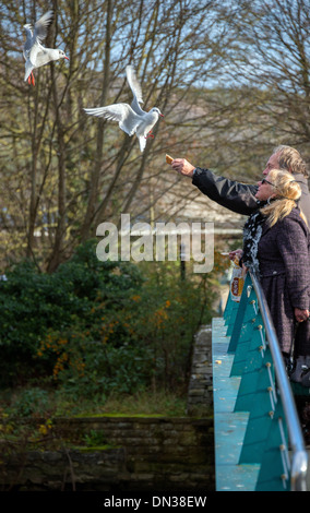 Fütterung der Vögel im Flug Stockfoto