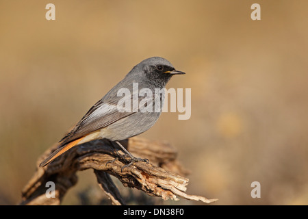 Männlicher Hausrotschwanz Stockfoto