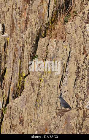 Männlichen blauen Rock Soor auf Felsen in Spanien Stockfoto