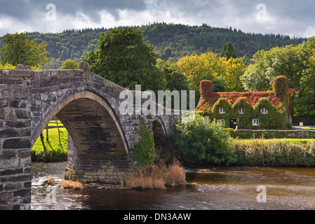 Ty Hwnt i'r Bont Efeu bedeckt Cottage und Tee Zimmer neben Steinbrücke überqueren des Flusses Conwy an Llanwrst, Snowdonia, Wales Stockfoto