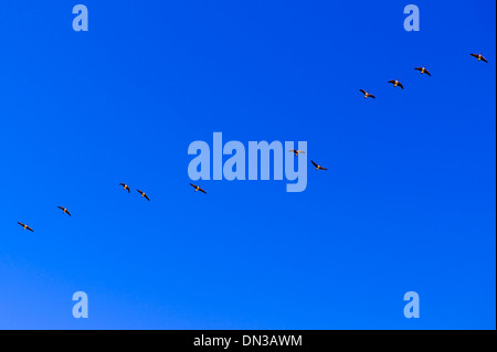 Kanadische Gänse fliegen in V-Formation, die Migration von Süden für den Winter. Stockfoto