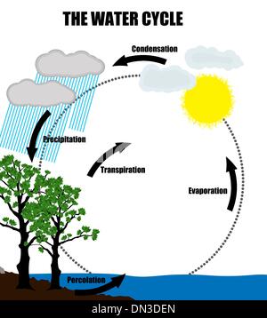 Schematische Darstellung der Kreislauf des Wassers in der Natur Stock Vektor