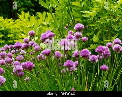 Schnittlauch Allium Schoenoprasum wächst im mittelalterlichen Kräutergarten bei Stafford Castle Staffordshire England UK Stockfoto