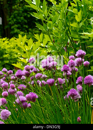 Schnittlauch Allium Schoenoprasum wächst im mittelalterlichen Kräutergarten bei Stafford Castle Staffordshire England UK Stockfoto