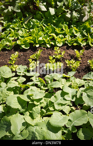 Junge Salat Ernte Sämlinge in einem kleinen Gemüsegarten Stockfoto