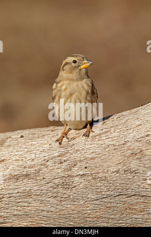 Sparrow Felsen thront auf einem Baumstamm Stockfoto