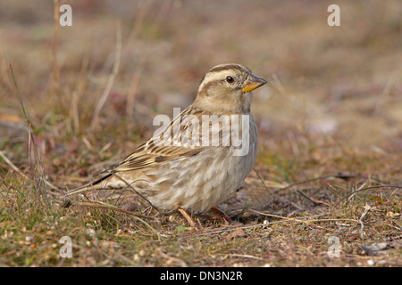 Rock-Sparrow auf dem Boden Stockfoto