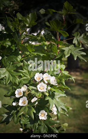 Malus-Gardist in Blüte Stockfoto